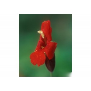 https://www.lherberie.com/1002-thickbox/elixirs-floraux-deva-mimulus-ecarlate-10-ml.jpg