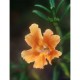 ÉLIXIRS FLORAUX DEVA MIMULUS ORANGÉ 10 ML