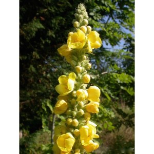 https://www.lherberie.com/1009-thickbox/elixirs-floraux-deva-molene-10-ml.jpg