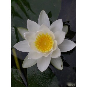 https://www.lherberie.com/1024-thickbox/elixirs-floraux-deva-nenuphar-blanc-10-ml.jpg
