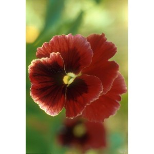 https://www.lherberie.com/1048-thickbox/elixirs-floraux-deva-pensee-10-ml.jpg