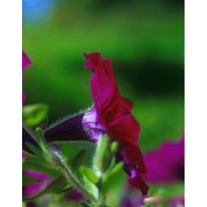 https://www.lherberie.com/1054-thickbox/elixirs-floraux-deva-petunia-10-ml.jpg