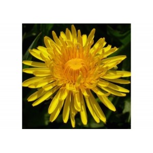 https://www.lherberie.com/1057-thickbox/elixirs-floraux-deva-pissenlit-10-ml.jpg