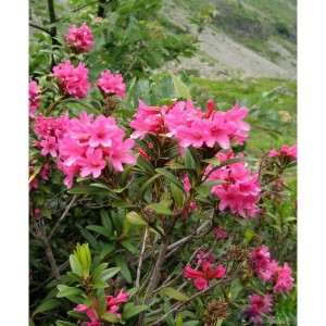 https://www.lherberie.com/1063-thickbox/elixirs-floraux-deva-rhododendron-10-ml.jpg