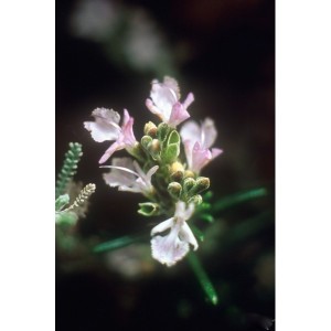 https://www.lherberie.com/1066-thickbox/elixirs-floraux-deva-romarin-10-ml.jpg