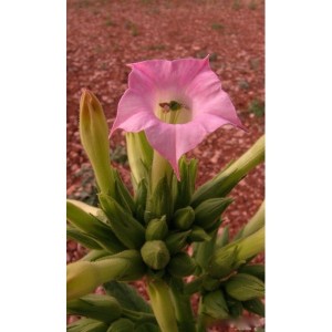 https://www.lherberie.com/1078-thickbox/elixirs-floraux-deva-tabacum-10-ml.jpg