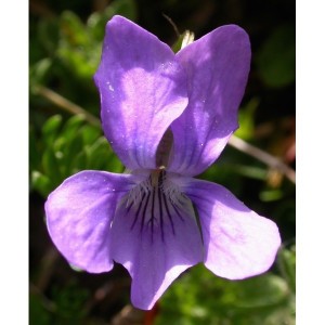 https://www.lherberie.com/1099-thickbox/elixirs-floraux-deva-violette-des-bois-10-ml.jpg