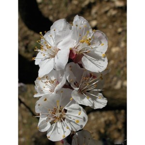 https://www.lherberie.com/1105-thickbox/elixirs-floraux-deva-abricotier.jpg
