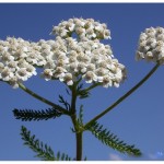 ÉLIXIRS FLORAUX DEVA ACHILLÉE BLANCHE Achillea millefolium 10ML