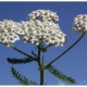 ÉLIXIRS FLORAUX DEVA ACHILLÉE BLANCHE Achillea millefolium 10ML