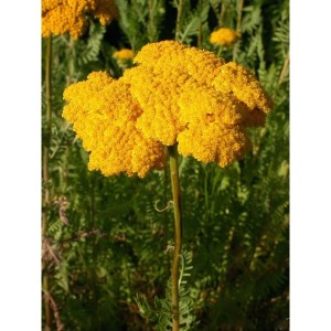 https://www.lherberie.com/1107-thickbox/elixirs-floraux-deva-achillee-jaune-10-ml.jpg