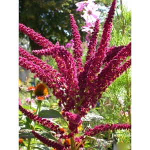 https://www.lherberie.com/1112-thickbox/elixirs-floraux-deva-amarante-10-ml.jpg