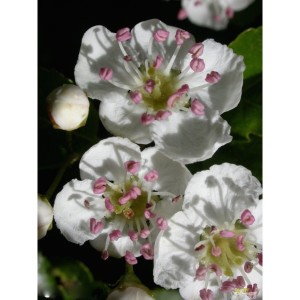 https://www.lherberie.com/1116-thickbox/elixirs-floraux-deva-achillee-rose-10-ml.jpg