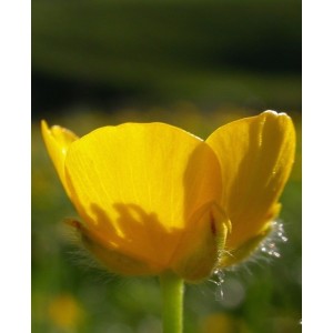 https://www.lherberie.com/1122-thickbox/elixirs-floraux-deva-bouton-d-or-10-ml.jpg