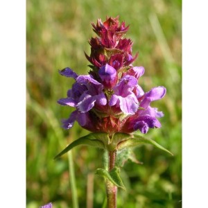https://www.lherberie.com/1123-thickbox/elixirs-floraux-deva-brunelle-10-ml.jpg