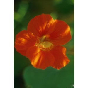 https://www.lherberie.com/1129-thickbox/elixirs-floraux-deva-capucine-10-ml.jpg