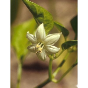 https://www.lherberie.com/1131-thickbox/elixirs-floraux-deva-cayenne-10-ml.jpg