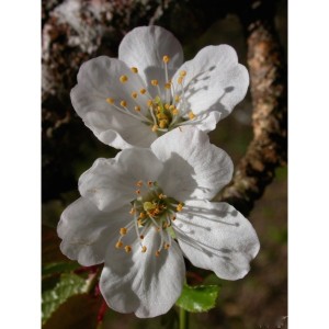 https://www.lherberie.com/1132-thickbox/elixirs-floraux-deva-cerisier-sauvage-10-ml.jpg