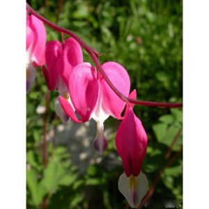 https://www.lherberie.com/1139-thickbox/elixirs-floraux-deva-coeur-de-marie-10-ml.jpg