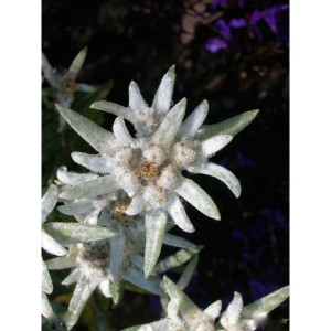https://www.lherberie.com/1141-thickbox/elixirs-floraux-deva-edelweiss-10-ml.jpg