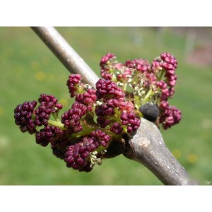 https://www.lherberie.com/1148-thickbox/elixirs-floraux-deva-frene-10-ml.jpg
