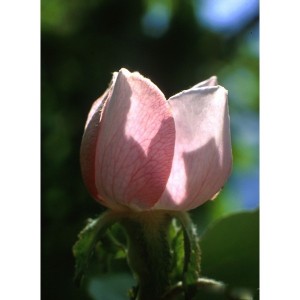 https://www.lherberie.com/1151-thickbox/elixirs-floraux-deva-cognassier-10-ml.jpg
