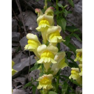 https://www.lherberie.com/1153-thickbox/elixirs-floraux-deva-gueule-de-loup-10-ml.jpg