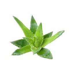 Fleurs de Californie Aloe vera  7,5ml