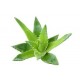 Fleurs de Californie Aloe vera  7,5ml