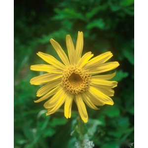 https://www.lherberie.com/1157-thickbox/fleurs-de-californie-arnica.jpg
