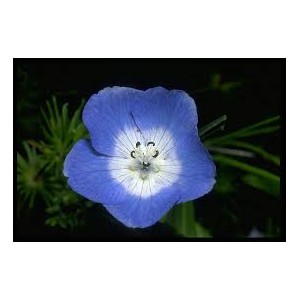 https://www.lherberie.com/1160-thickbox/fleurs-de-californie-baby-blue-eyes.jpg