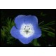 Fleurs de Californie BABY BLUE EYES  7,5ml