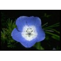 Fleurs de Californie BABY BLUE EYES  7,5ml