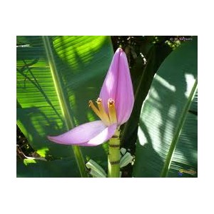 https://www.lherberie.com/1162-thickbox/fleurs-de-californie-banana.jpg
