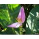 Fleurs de Californie BANANA  7,5ml