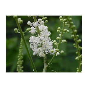 https://www.lherberie.com/1164-thickbox/fleurs-de-californie-black-cohosh.jpg