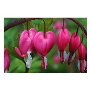 https://www.lherberie.com/1166-thickbox/fleurs-de-californie-bleeding-heart.jpg