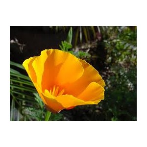 https://www.lherberie.com/1170-thickbox/fleurs-de-californie-california-poppy.jpg