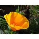 Fleurs de Californie CALIFORNIA POPPY  7,5ml