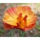 Fleurs de Californie CALIFORNIA POPPY  7,5ml