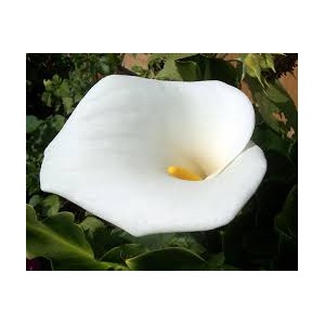 https://www.lherberie.com/1172-thickbox/fleurs-de-californie-calla-lily.jpg
