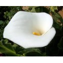 Fleurs de Californie CALLA LILY  7,5ml