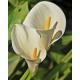 Fleurs de Californie CALLA LILY  7,5ml