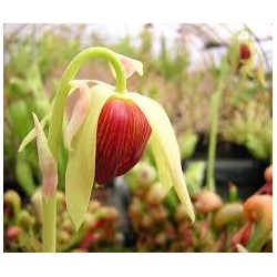 Fleurs de Californie california pitcher  7,5ml