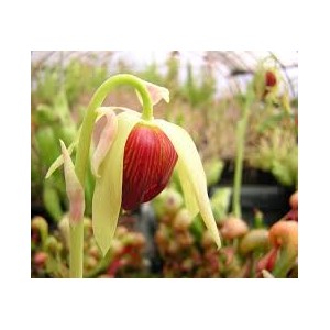 https://www.lherberie.com/1174-thickbox/fleurs-de-californie-california-pitcher.jpg