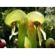Fleurs de Californie california pitcher  7,5ml