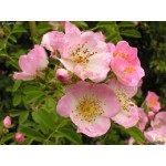 Fleurs de Californie CALIFORNIE WILD ROSE  7,5ml