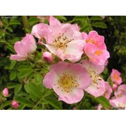 Fleurs de Californie CALIFORNIE WILD ROSE  7,5ml