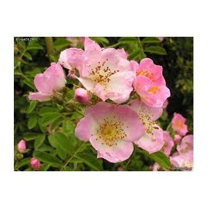 https://www.lherberie.com/1176-thickbox/fleurs-de-californie-californie-wild-rose.jpg