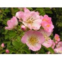 Fleurs de Californie CALIFORNIE WILD ROSE  7,5ml